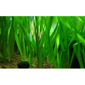 ВАЛЛИСНЕРИЯ ГИГАНСКАЯ - Vallisneria gigantea