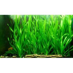 ВАЛЛИСНЕРИЯ ГИГАНСКАЯ - Vallisneria gigantea