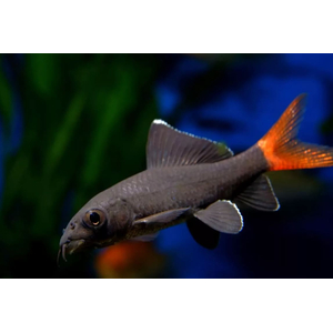 Лабео двухцветный (биколор, лат. Epalzeorhynchos bicolor) — пресноводная лучеперая рыбка из семейства Карповые. Родиной вида считается Таиланд. В природе популяции резко сократились (в том числе из-за строительства плотин), вид занесён в Красную книгу Всемирного союза охраны природы. Разводится в неволе и популярен как аквариумная рыбка-водорослеед.Лабео двухцветный (биколор, лат. Epalzeorhynchos bicolor) — пресноводная лучеперая рыбка из семейства Карповые. Родиной вида считается Таиланд. В природе популяции резко сократились (в том числе из-за строительства плотин), вид занесён в Красную книгу Всемирного союза охраны природы. Разводится в неволе и популярен как аквариумная рыбка-водорослеед.