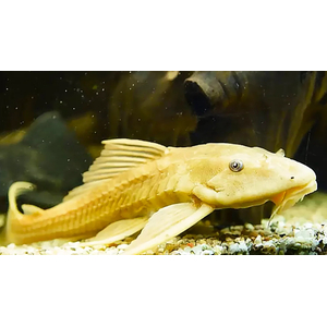 ПЛЕКОСТОМУС ЗОЛОТОЙ