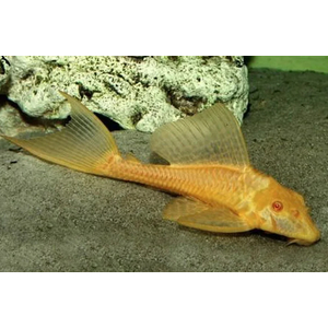 ПЛЕКОСТОМУС ЗОЛОТОЙ