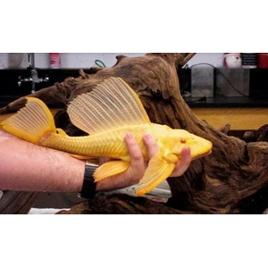 ПЛЕКОСТОМУС ЗОЛОТОЙ