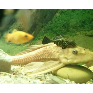 ПЛЕКОСТОМУС ЗОЛОТОЙ