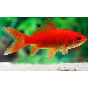 КОМЕТА КРАСНАЯ