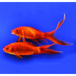 КОМЕТА КРАСНАЯ