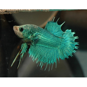 КУРОЧКА КОРОНА АССОРТИ