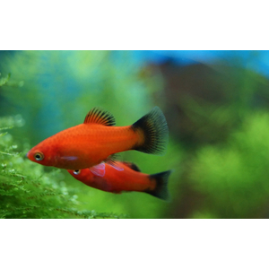 Пецилия красная чернохвостая (Xiphophorus maculatus) — селекционная форма обыкновенной пецилии. Отличительная особенность — контрастные чёрные плавники и хвост на фоне красного, оранжевого или золотистого тела.