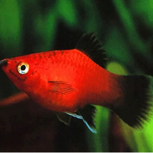 Пецилия красная чернохвостая (Xiphophorus maculatus) — селекционная форма обыкновенной пецилии. Отличительная особенность — контрастные чёрные плавники и хвост на фоне красного, оранжевого или золотистого тела.