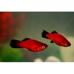 Пецилия красная чернохвостая (Xiphophorus maculatus) — селекционная форма обыкновенной пецилии. Отличительная особенность — контрастные чёрные плавники и хвост на фоне красного, оранжевого или золотистого тела.