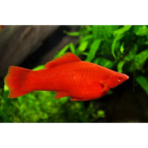 МЕЧЕНОСЕЦ КРАСНЫЙ РУБИН