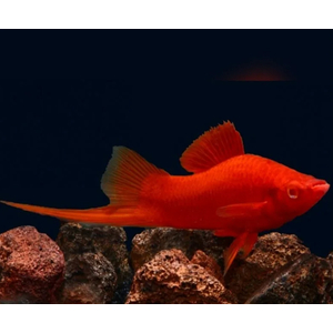 МЕЧЕНОСЕЦ КРАСНЫЙ РУБИН