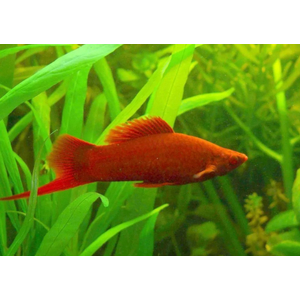 МЕЧЕНОСЕЦ КРАСНЫЙ РУБИН (глаз красный)