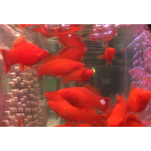 МЕЧЕНОСЕЦ КРАСНЫЙ РУБИН