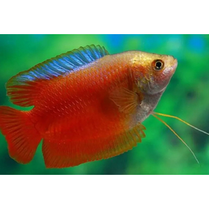 ЛЯЛИУС КРАСНЫЙ