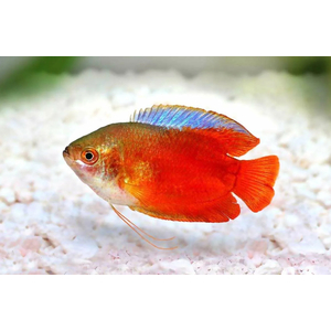 ЛЯЛИУС КРАСНЫЙ