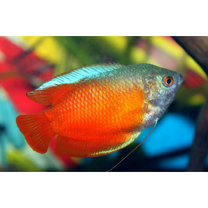 ЛЯЛИУС КРАСНЫЙ