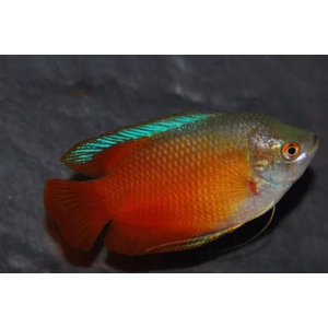 ЛЯЛИУС КРАСНЫЙ