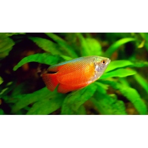 ЛЯЛИУС КРАСНЫЙ