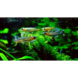 ПСЕВДОМУГИЛ ГЕРТРУДЫ - Pseudomugil gertrudae