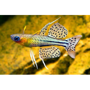 ПСЕВДОМУГИЛ ГЕРТРУДЫ - Pseudomugil gertrudae