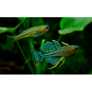 ПСЕВДОМУГИЛ ГЕРТРУДЫ - Pseudomugil gertrudae