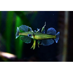 ПСЕВДОМУГИЛ ГЕРТРУДЫ - Pseudomugil gertrudae