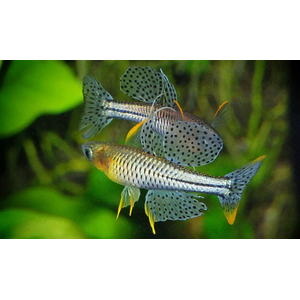 ПСЕВДОМУГИЛ ГЕРТРУДЫ - Pseudomugil gertrudae