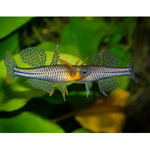 ПСЕВДОМУГИЛ ГЕРТРУДЫ - Pseudomugil gertrudae