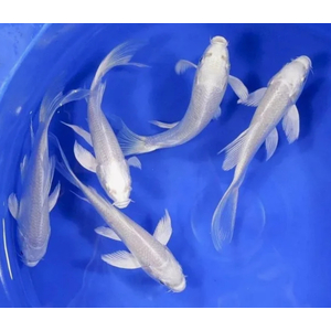 КАРП КОИ БЕЛАЯ ПЛАТИНА