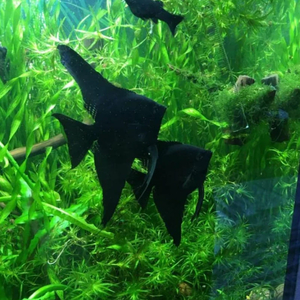 Скалярия чёрная (Pterophyllum black) — селекционная форма обыкновенной скалярии (Pterophyllum scalare). Характеризуется насыщенной чёрной окраской тела. Ещё называют «чёрной скалярией Людвига» по фамилии создателей породы — Джулии и Фреда Людвигов. Я