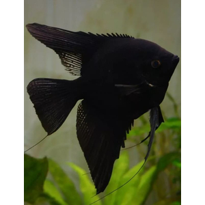 Скалярия чёрная (Pterophyllum black) — селекционная форма обыкновенной скалярии (Pterophyllum scalare). Характеризуется насыщенной чёрной окраской тела. Ещё называют «чёрной скалярией Людвига» по фамилии создателей породы — Джулии и Фреда Людвигов.