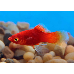 ПЕЦИЛИЯ КРАСНАЯ