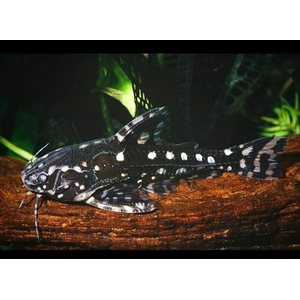 СОМ АГАМИКС ЗВЕЗДЧАТЫЙ - Agamyxis albomaculatus