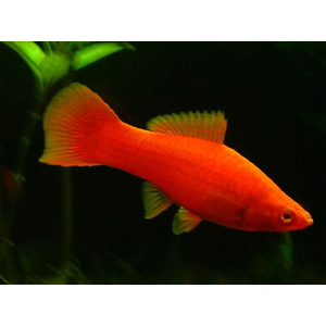 МЕЧЕНОСЕЦ КРАСНЫЙ