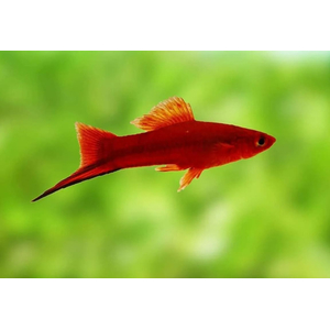 МЕЧЕНОСЕЦ КРАСНЫЙ