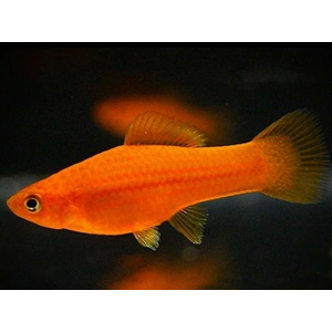 МЕЧЕНОСЕЦ КРАСНЫЙ