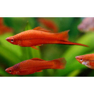 МЕЧЕНОСЕЦ КРАСНЫЙ