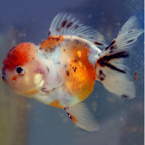 ОРАНДА СИТЦЕВАЯ