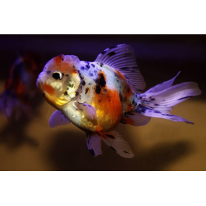 ОРАНДА СИТЦЕВАЯ