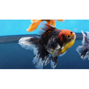 ОРАНДА СИТЦЕВАЯ