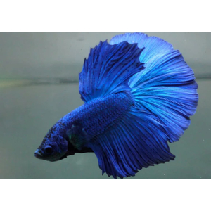 ПЕТУШОК ХАЛФМУН СИНИЙ