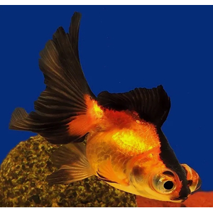 ТЕЛЕСКОП КРАСНО-ЧЕРНЫЙ