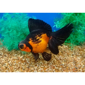 ТЕЛЕСКОП КРАСНО-ЧЕРНЫЙ