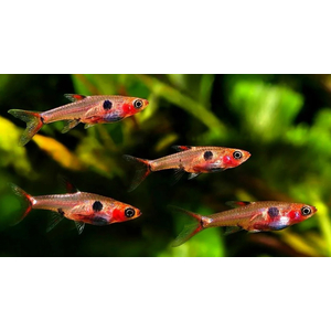 РАСБОРА МАКУЛЯТА