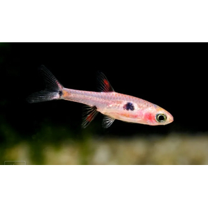 РАСБОРА МАКУЛЯТА