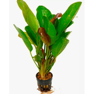 ЭХИНОДОРУС ФЭНСИ ТВИСТ - Echinodorus fancy twist