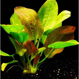 ЭХИНОДОРУС ФЭНСИ ТВИСТ - Echinodorus fancy twist