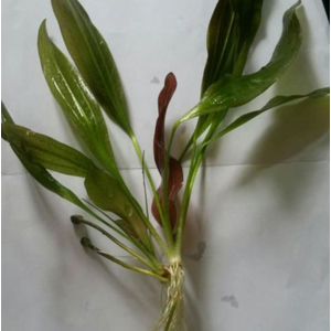 ЭХИНОДОРУС ФЭНСИ ТВИСТ - Echinodorus fancy twist