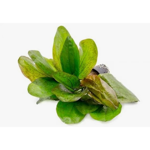 ЭХИНОДОРУС ФЭНСИ ТВИСТ - Echinodorus fancy twist