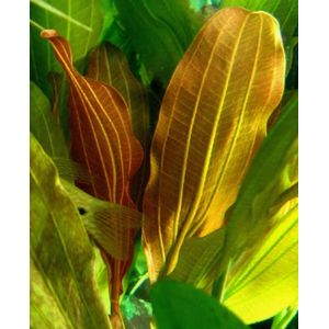 ЭХИНОДОРУС ФЭНСИ ТВИСТ - Echinodorus fancy twist